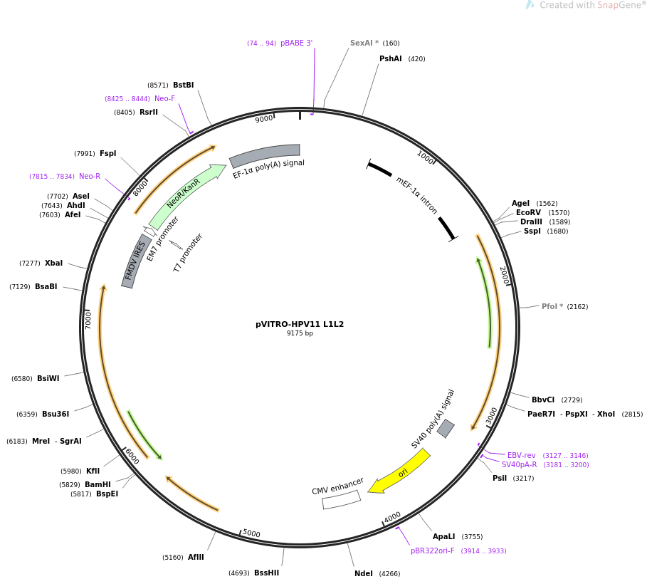 pVITRO-HPV11 L1L2质粒图谱